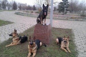Собаки-таможенники поздравили одесситов с Новым годом