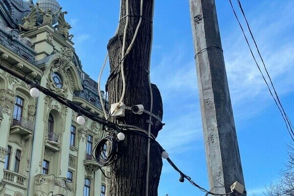 Деревья на Дерибасовской очистят от лишних "украшений" Деревья на Дерибасовской очистят от лишних "украшений"