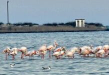 В Одесскую область прилетели розовые фламинго (фото)