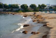 Мусор и плавни: в Одессе не убирают пляж в курортном микрорайоне