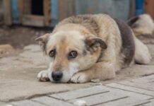 В Одесской области подросток сбросил собаку со склона: реакция полиции