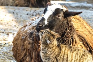 В Одессе выбирают самых романтичных жителей зоопарка: фото участников В Одессе выбирают самых романтичных жителей зоопарка: фото участников