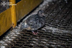 РФ атаковала Одесчину дронами: под ударом оказался объект критической инфраструктуры РФ атаковала Одесчину дронами: под ударом оказался объект критической инфраструктуры